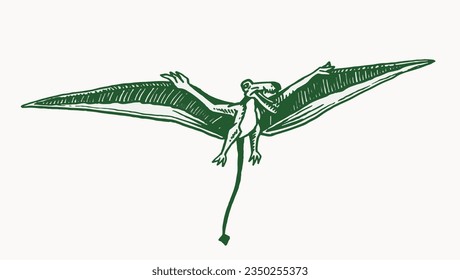 Vector green pterodactyl,graphical color illustration of flying  dinosaur isolated on white background