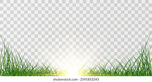 Vector green realistic grass with sunlight on transparent background.Summer nature decoration.