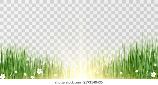 Vector green realistic grass with sunlight on transparent background.Summer nature decoration.