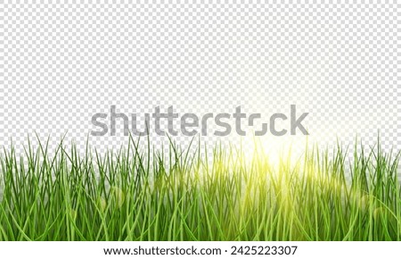 Vector green realistic grass with sunlight on transparent background. Grass seamless border.