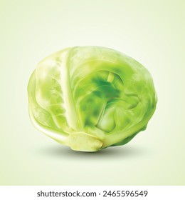 Vector Green Realistic head of cabbage, vegetarian food, object.