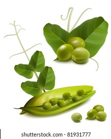 Vector green ripe peas with leaves.