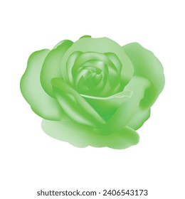Vector green rose flowers isolated on white background.