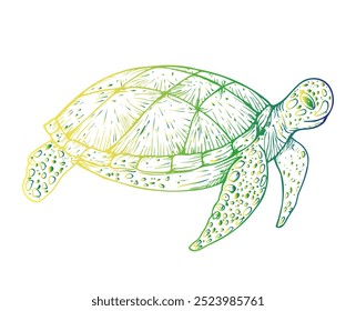 Vector green sea turtle. Hand painted line reef. Graphic tropical clip art isolated on background. Underwater illustration. For designers, invitations, decoration, postcards, wrapping paper, scrapbook