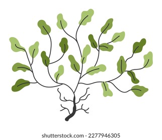 Icono de algas verdes vectoriales. Bajo el mar la ilustración con lindas fitophora. Clipart de la planta oceánica. Dibujo de dibujos animados subacuáticos o marinos para niños aislados con fondo blanco