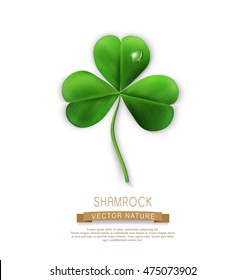 vector green shamrock on a white background (element for design) for the holiday st.Patrick