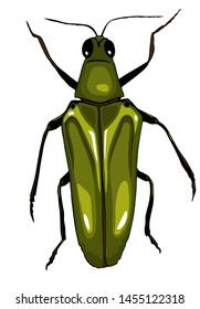 Vector. Green shiny beetle on a white background