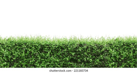 Vector green shrub fence on white background.
