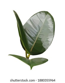 Vector green single ficus leaf isolated on white background. Floral design element in low poly style.