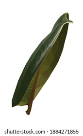 Vector green single ficus leaf isolated on white background. Floral design element in low poly style.