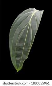 Vector green single medinilla leaf isolated on black background. Floral design element in low poly style.