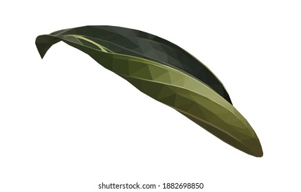 Vector green single medinilla leaf isolated on white background. Floral design element in low poly style.