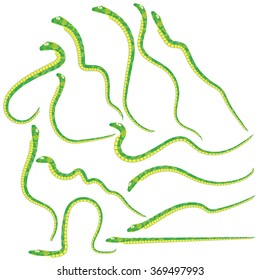 Vector Green Snakes Set