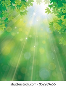 Vector green, spring background with maple leaves border.