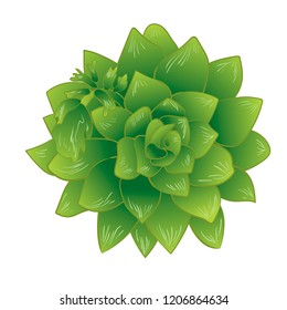 Vector green succulent tropical flower. Floral botanical flower. Isolated illustration element. Vector wildflower for background, texture, wrapper pattern, frame or border.