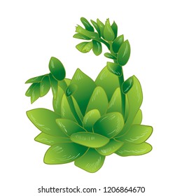 Vector green succulent tropical flower. Floral botanical flower. Isolated illustration element. Vector wildflower for background, texture, wrapper pattern, frame or border.
