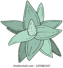 Vector Green Succulents floral botanical flower. Wild spring leaf wildflower isolated. Engraved ink art. Isolated succulents illustration element on whine background.