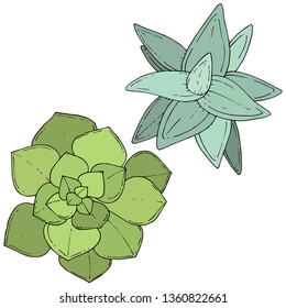 Vector Green Succulents floral botanical flower. Wild spring leaf wildflower isolated. Engraved ink art. Isolated succulents illustration element on whine background.
