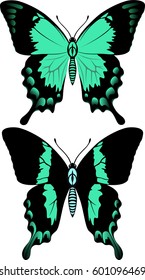 vector green swallowtail butterfly ans sea green swallowtail butterfly from Indonesia