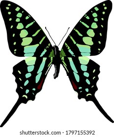Vector of a green swallowtail butterfly on white background