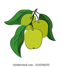 vector green tasty ripe apple fruit branch leaves vegetarian vitamin food harvest illustration