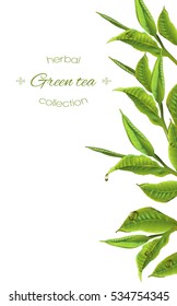 Vector green tea banner with tea leaves and drops on white background. Design for tea packaging, natural cosmetics and health care products. With place for text.