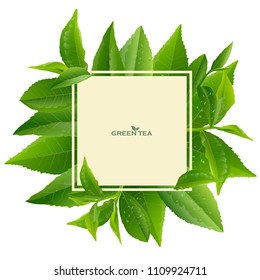 Vector green tea frame with tea leaves and drops on white background. Design for tea packaging, natural cosmetics and health care products. With place for text.