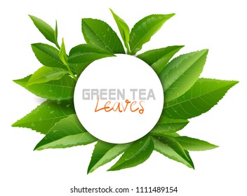 Vector green tea frame with tea leaves and drops on white background. Design for tea packaging, natural cosmetics and health care products. With place for text.