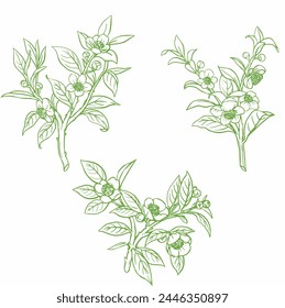 Vector Green Tea leaf and flower outline
