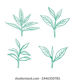 Vector Green Tea leaf and  outline with white Background