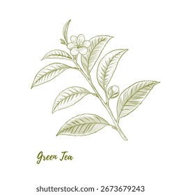 Planta de té verde de Vector con flores y hojas ilustración de arte lineal, combinación de plantas de línea gráfica. Rama de té verde. botánica. estilo de grabado. Ideal para cualquier diseño, textil, arte, paredes, paquete