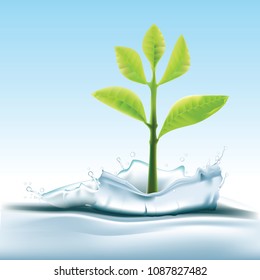 Vector of green tree growth with water splash as eco concept illustration