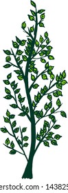 vector green tree hand-drawn on white background