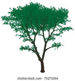 Vector green tree isolated on white in summer