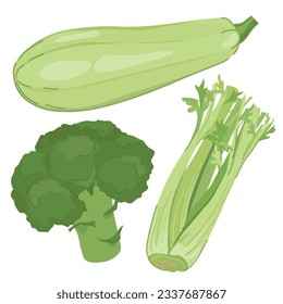 Vector green vegetables in flat style. Broccoli, zucchini and a bunch of celery leaves on a white background. Useful ripe farm vegetables, suitable for detox cocktail, vitamin smoothie. Cartoon style.