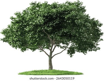 Vector greenery large trees isolated transparent, nature, forest, environmental design, eco friendly, outdoor, trees silhouette, tropical foliage, landscape elements