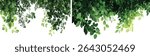 Vector greenery leaves, transparent background, trees layout, corner cut out, tropical plants, nature design, botanical corner decoration, eco friendly vector art, foliage