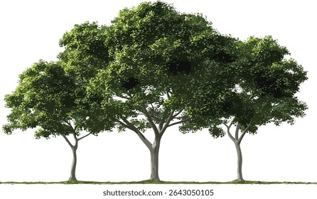 Vector greenery, nature trees, contour shapes, transparent backgrounds, green leaves, eco friendly, nature silhouettes, environmental design, vector art, natural landscape