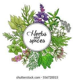 Vector greenery round design with spices and herbs. Decorative colorful composition with type design