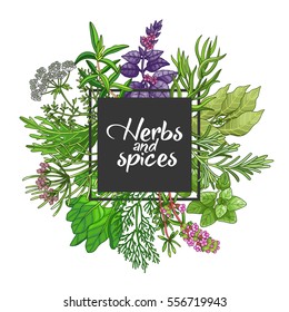 Vector greenery square design with spices and herbs. Decorative colorful composition with type design
