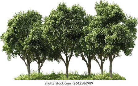 Vector greenery trees cutout, rainforest, tropical foliage, lush jungle, transparent background, wild forest, tree design, tropical nature, exotic plants, leaf illustration