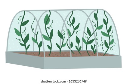 Vector greenhouse with green climbing plants. Flat hot house illustration isolated on white background. Side view greenroom picture. Spring garden illustration.