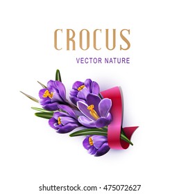Cartão de saudação vetorial com crocuses azuis, fita vermelha e lugar para texto no fundo branco