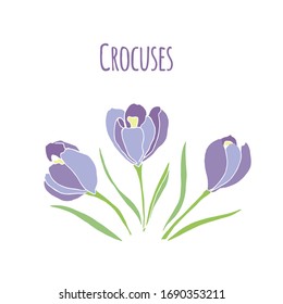 Vector greeting card with crocuses. 