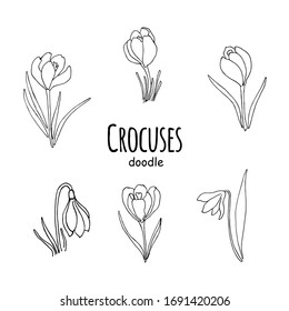 Vector greeting card with crocuses. 