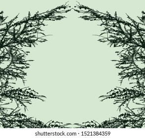 Vector greeting card with frame of green fir branches 
