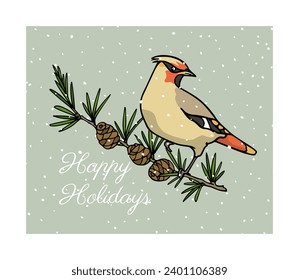 Vector greeting card with hand drawn cute Waxwing sitting on a cedar branch under the snow. Ink drawing, graphic style. Beautiful Holidays season card