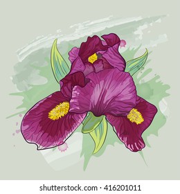 Vector greeting card with iris flower in vector style