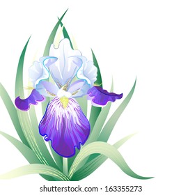 Vector greeting card with violet Iris flower on the white background