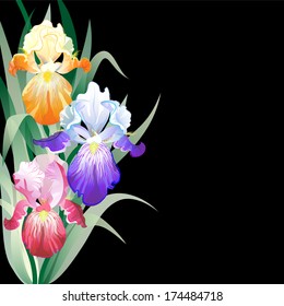 Vector greeting card with violet,orange and vinous Iris flowers on the black background